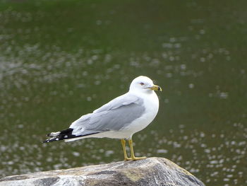 Close-up of seagull perching on wood