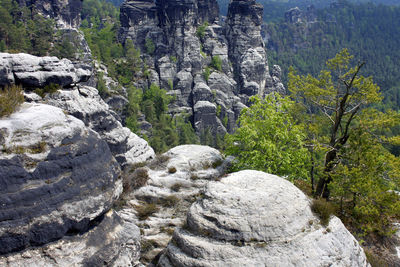 View of rocks and trees in forest