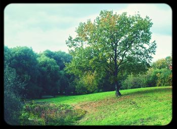 Scenic view of grassy field against sky