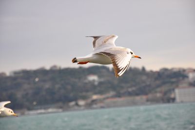 Seagulls flying over sea against sky