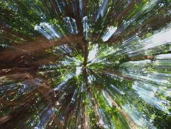 Low angle view of trees growing in forest