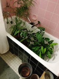 High angle view of potted plant on table at home