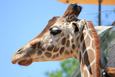 Close-up of giraffe