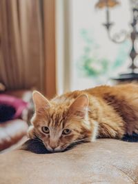 Portrait of cat resting