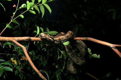 Close-up of lizard on tree