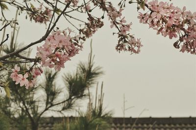 Low angle view of pink flowers blooming on tree