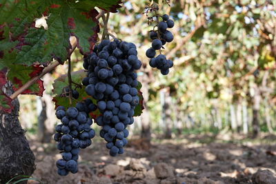 Grapes in vineyard