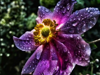 Close-up of wet purple flower