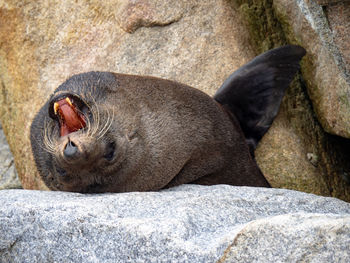 Close-up of animal sleeping on rock