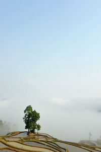 Trees on field against clear sky