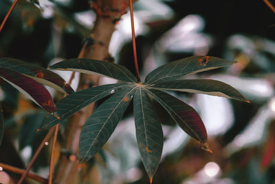 Close-up of fresh green leaves