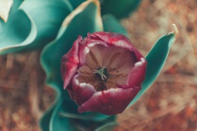 Close-up of red flowering plant