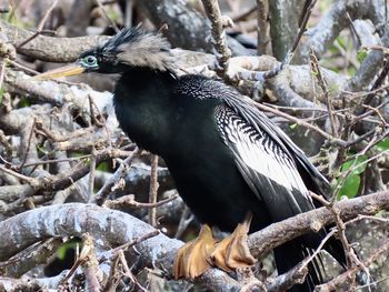 Close-up of bird perching on a tree