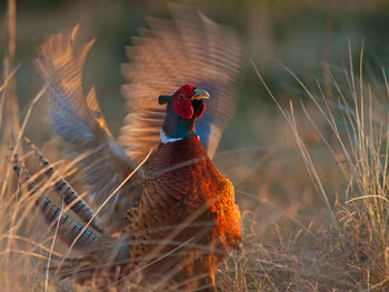 Front view of pheasant in motion