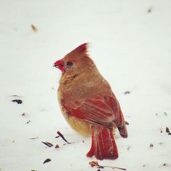 Close-up of bird perching on snow