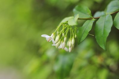 Close-up of white flowering plant