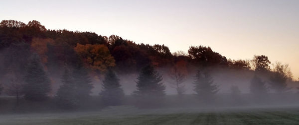 Trees in forest against clear sky