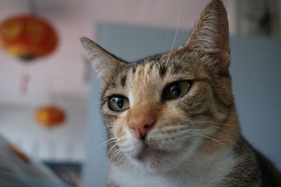 Close-up portrait of cat at home