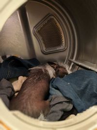 Midsection of man sleeping in blanket