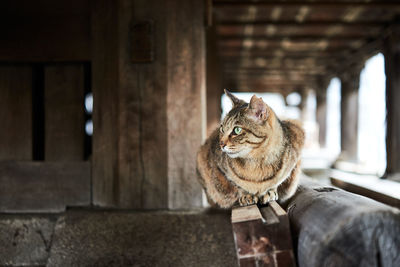 Cat sitting on wooden log looking away