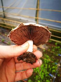 Close-up of hand holding mushroom