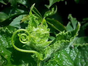 Close-up of water drops on plant