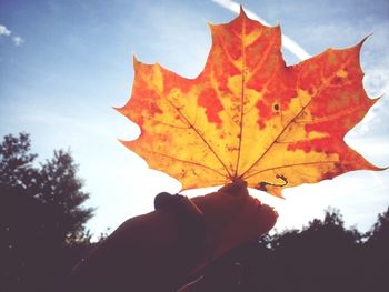 Close-up of hand holding leaf