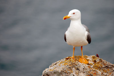 Close-up of bird perching outdoors