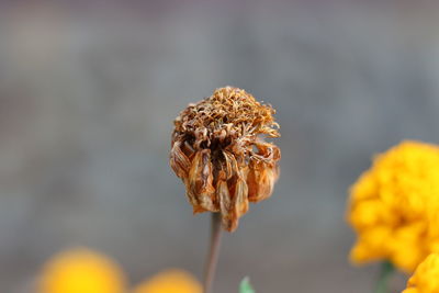 Close-up of wilted flower