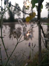 Close-up of flowering plant on branch