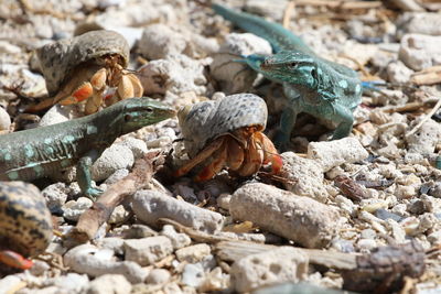 Close-up of lizards by hermit crabs at beach