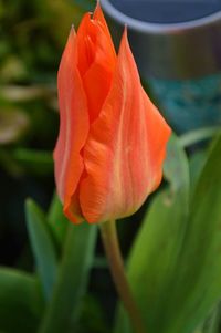 Close-up of red rose