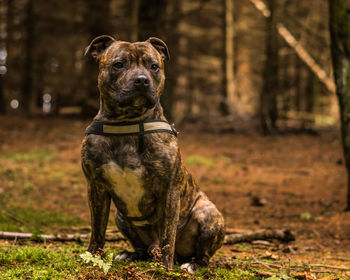Portrait of dog sitting on field