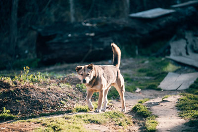 View of dog standing on field