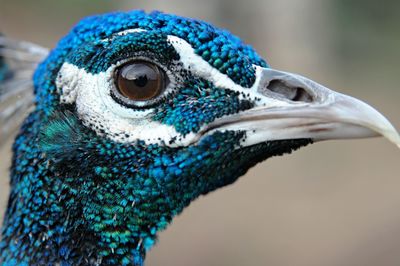 Close-up of peacock