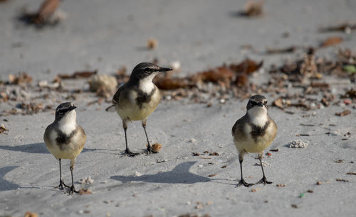High angle view of seagulls on beach