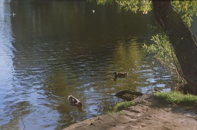 Ducks swimming in lake