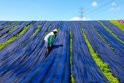 Low angle view of man covering plants with textile against clear sky