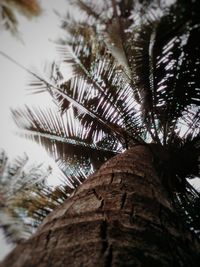 Low angle view of palm tree against sky