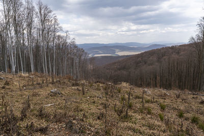 Dramatic view on the forest clear cut from the top into the valley