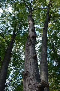 Low angle view of trees in forest