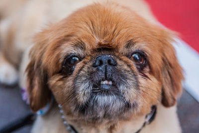 Close-up portrait of dog