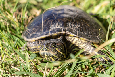 Close-up of turtle on field