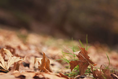 Close-up of dried leaves on field