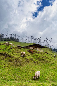 Cows grazing on grassy hill against cloudy sky