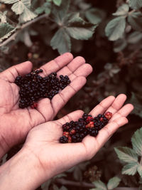 Cropped hand of woman holding blackberries