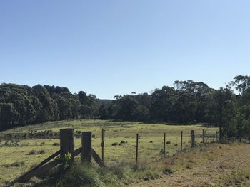 Scenic view of field against clear sky