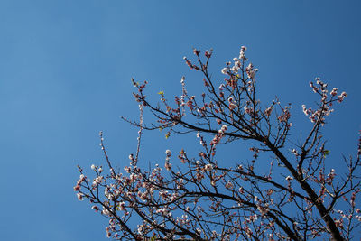 Low angle view of cherry blossom against blue sky