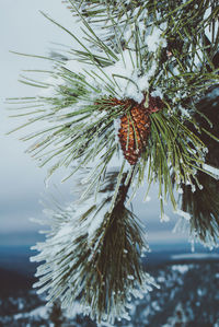 Close-up of pine cone on tree