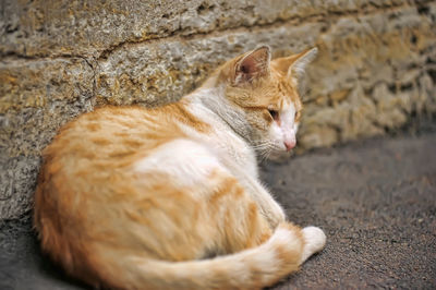 Cat sleeping on wall